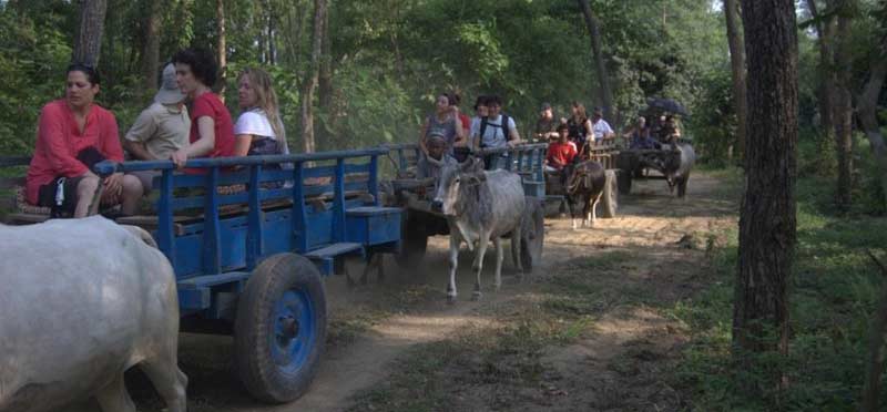 Oxen Cart Transportation