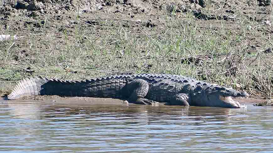 Crocodile lying on bank of river