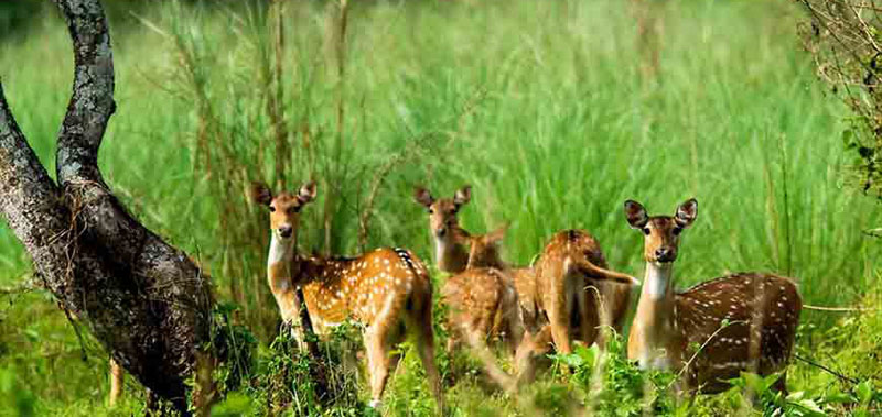 A group of Deer