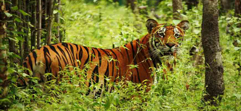 Bardia National Park is famous for Royal Bengal Tiger Hunting