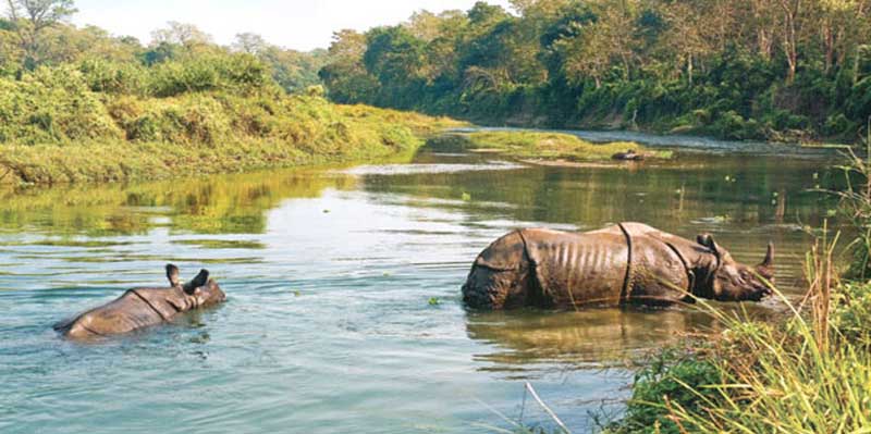Rhino dive on river