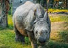 Greater one-horned rhinoceros near a wetland in Chitwan National Park