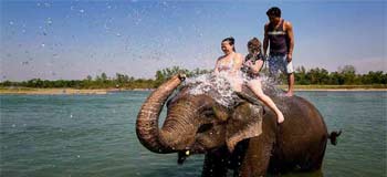 Elephant bathing on bank of River