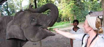 Visit Elephant Breeding Chitwan