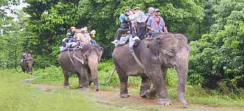 Elephant Safari Chitwan
