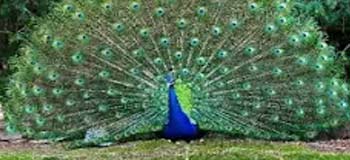 Peacock Dancing at Chitwan