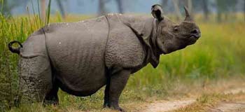 Wild Animal Rhino found in forest