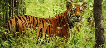 Tiger is one of the danger animal in forest