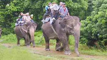 Elephant safari adventure in Chitwan National Park with natural forest views