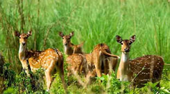 Kathmandu and Chitwan National Park tour featuring UNESCO World Heritage Sites, lush jungle landscapes, and thrilling wildlife safari experiences in Nepal.